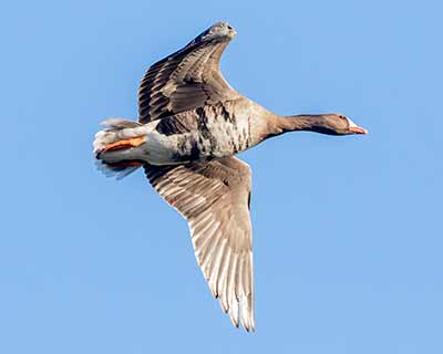 Greater White-fronted Goose