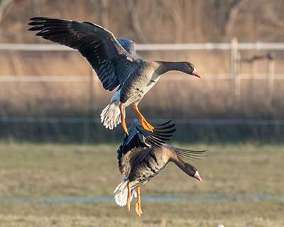 Greater White-fronted Goose