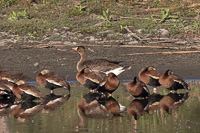 Greater White-fronted Goose