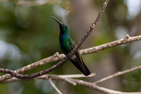 Green-breasted Mango