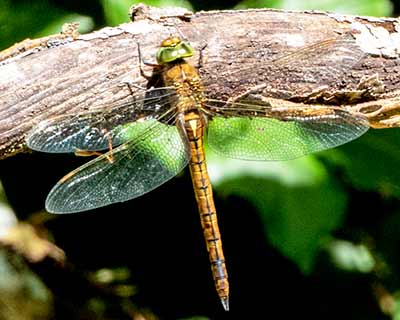 Green-eyed Hawker
