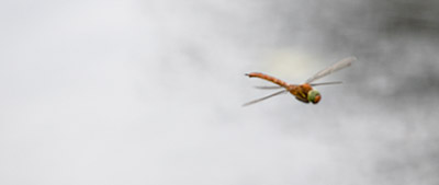 Green-eyed Hawker
