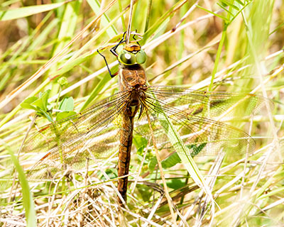 Green-eyed Hawker