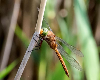 Green-eyed Hawker