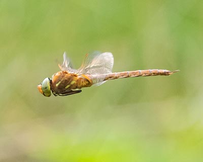 Green-eyed Hawker
