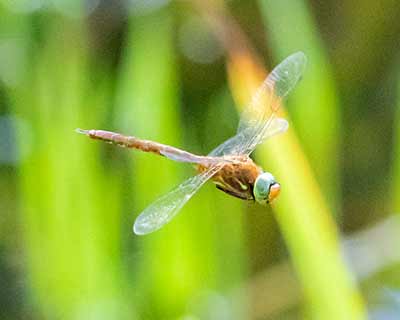 Green-eyed Hawker