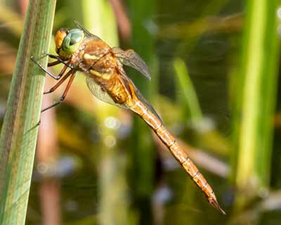 Green-eyed Hawker