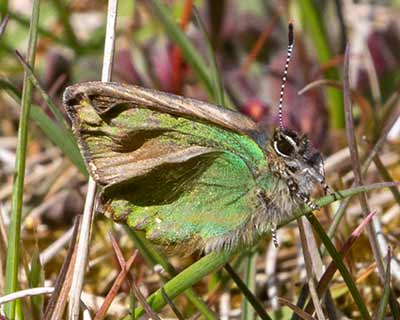 Green Hairstreak