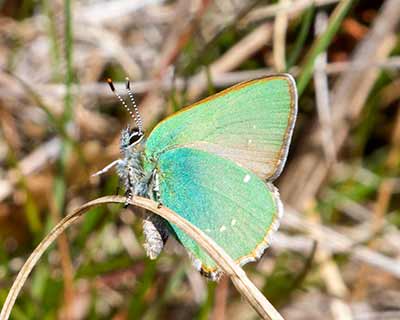 Green Hairstreak