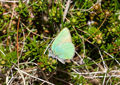 Green Hairstreak