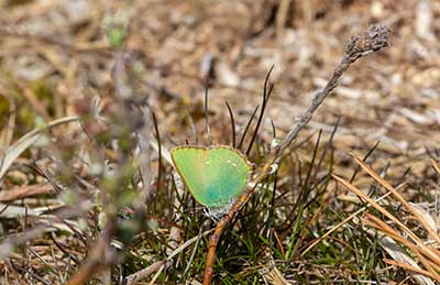 Green Hairstreak