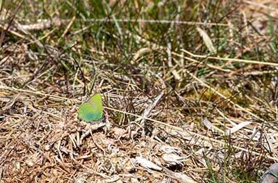 Green Hairstreak