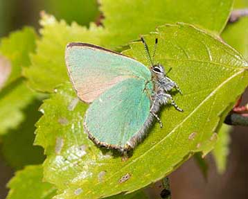 Green Hairstreak