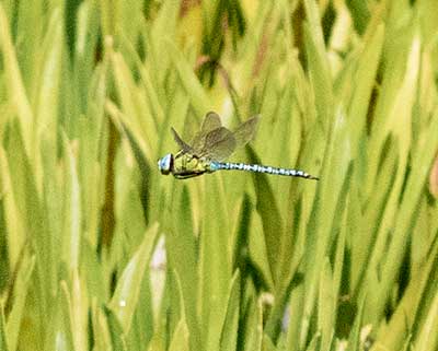 Green Hawker