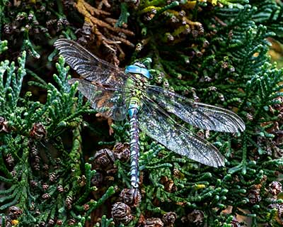 Green Hawker