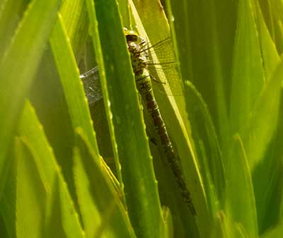 Green Hawker
