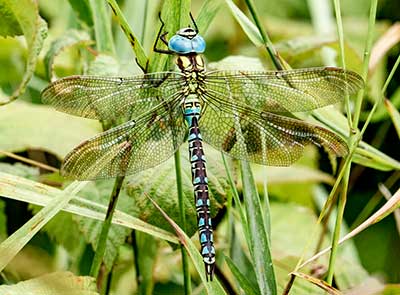 Green Hawker