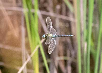 Green Hawker