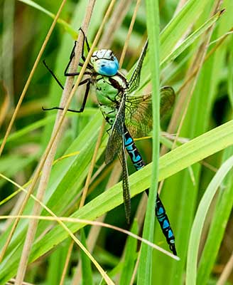Green Hawker
