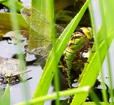 Green Hawker