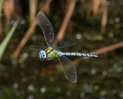 Green Hawker
