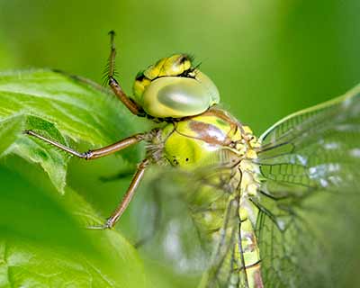 Green Hawker