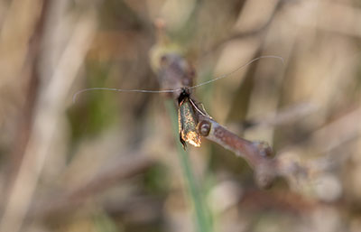 Early Longhorn