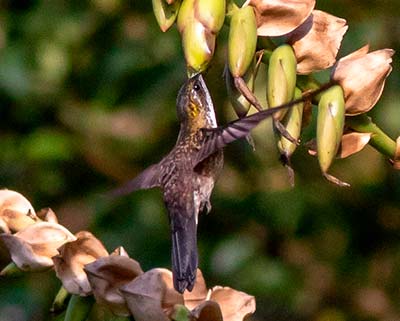 Green-throated Mountain-gem