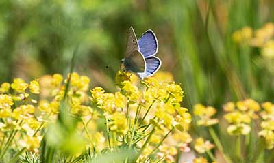 Green-underside Blue
