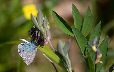 Green-underside Blue