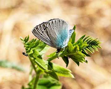 Green-underside Blue