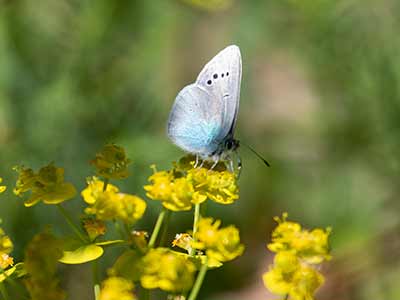 Green-underside Blue