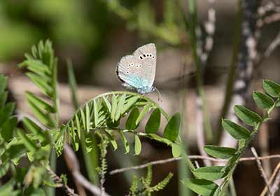 Green-underside Blue