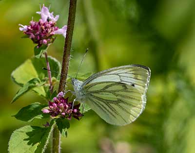 Green-veined White