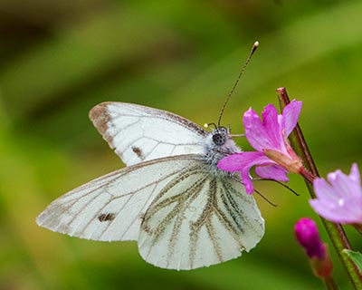 Green-veined White