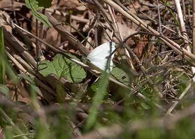 Green-veined White
