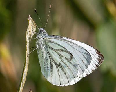 Green-veined White