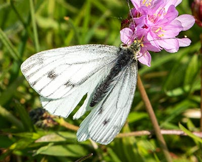 Green-veined White