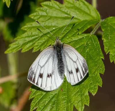 Green-veined White