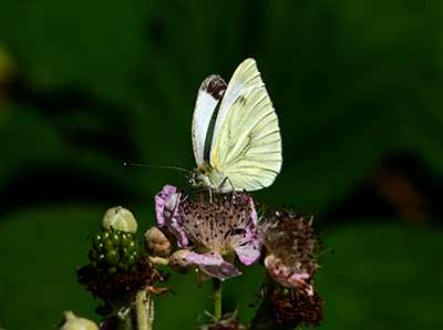 Green-veined White
