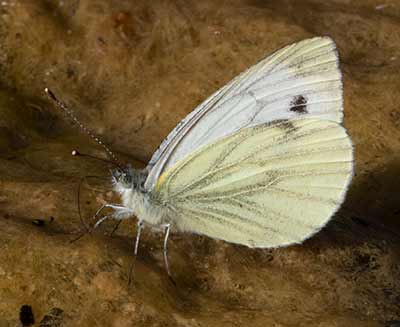 Green-veined White