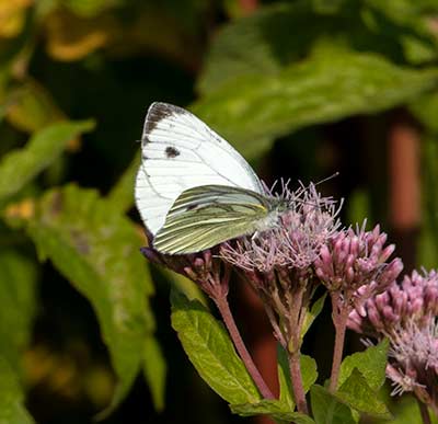 Green-veined White
