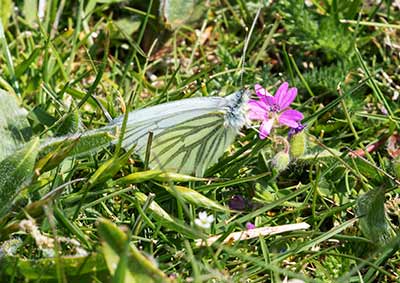 Green-veined White