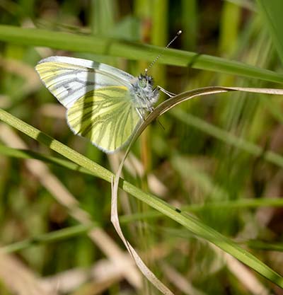 Green-veined White