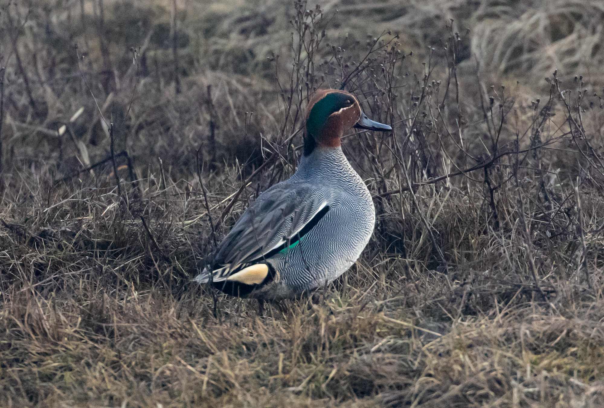 Green-winged Teal