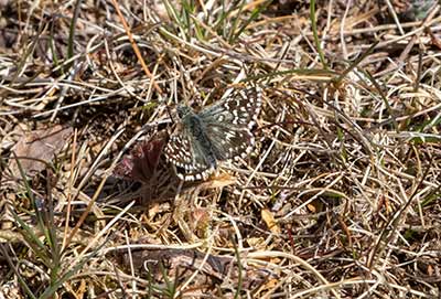 Grizzled Skipper