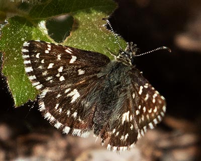 Grizzled Skipper