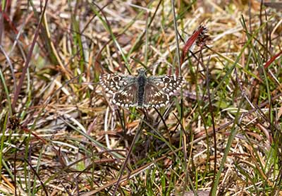 Grizzled Skipper