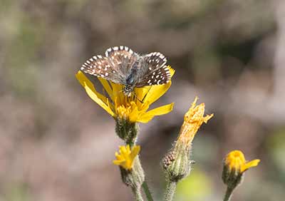 Grizzled Skipper