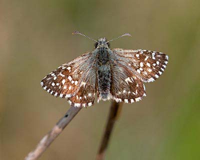Grizzled Skipper